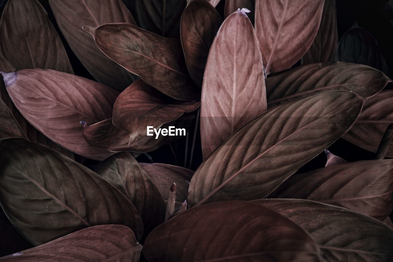 Full frame shot of dried leaves