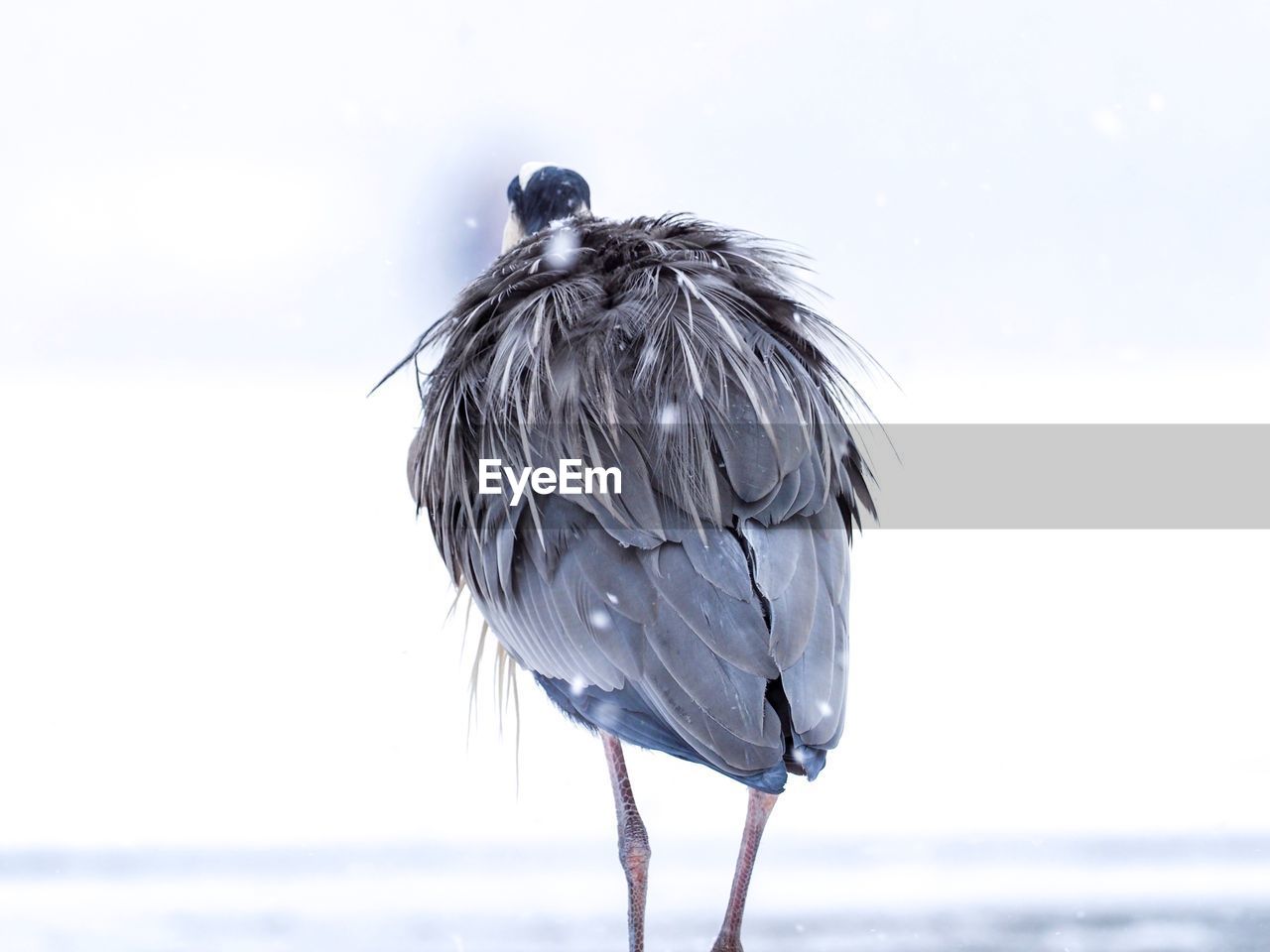 Close-up of bird perching on shore