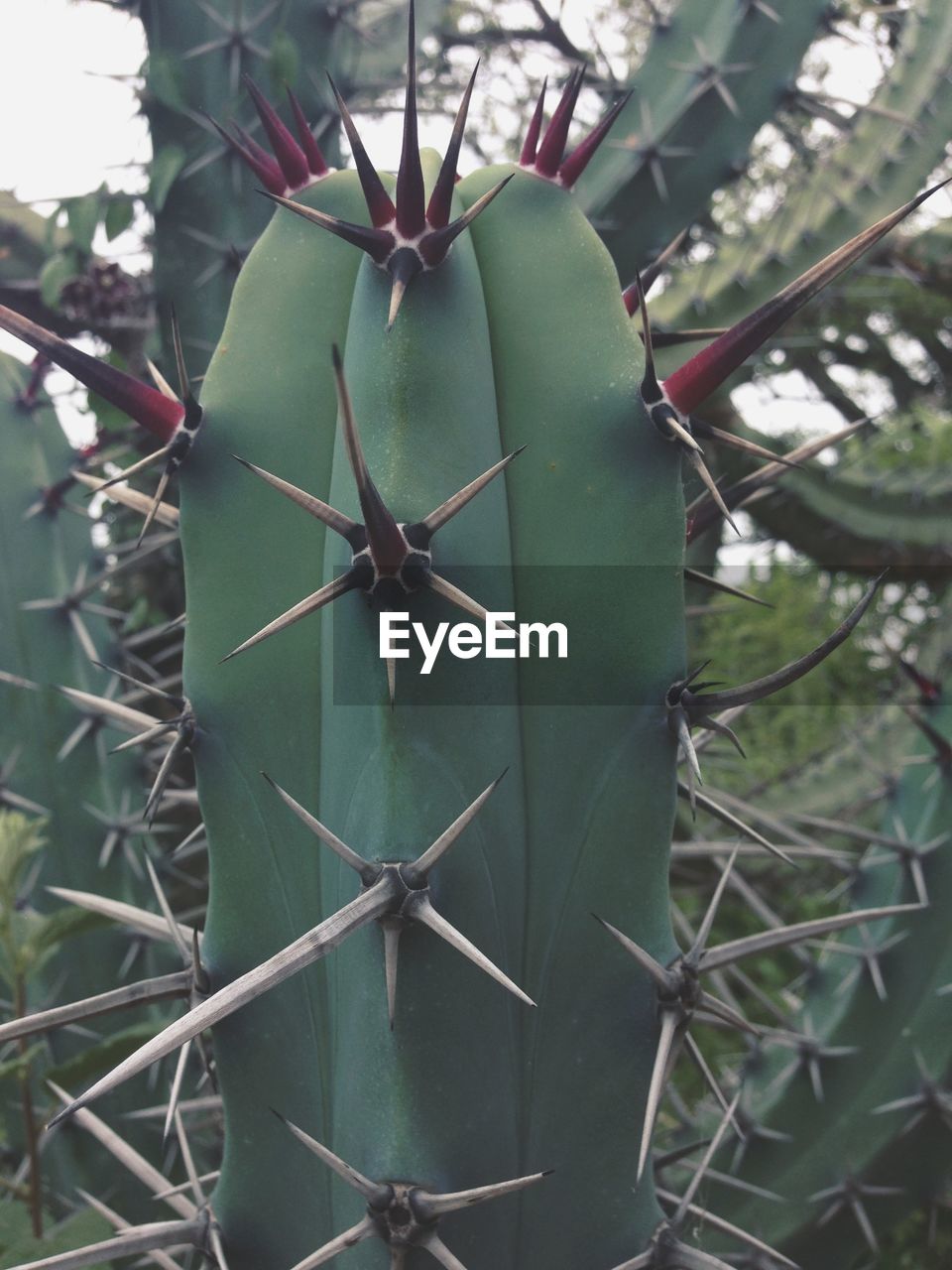 Large spiky cactus closeup