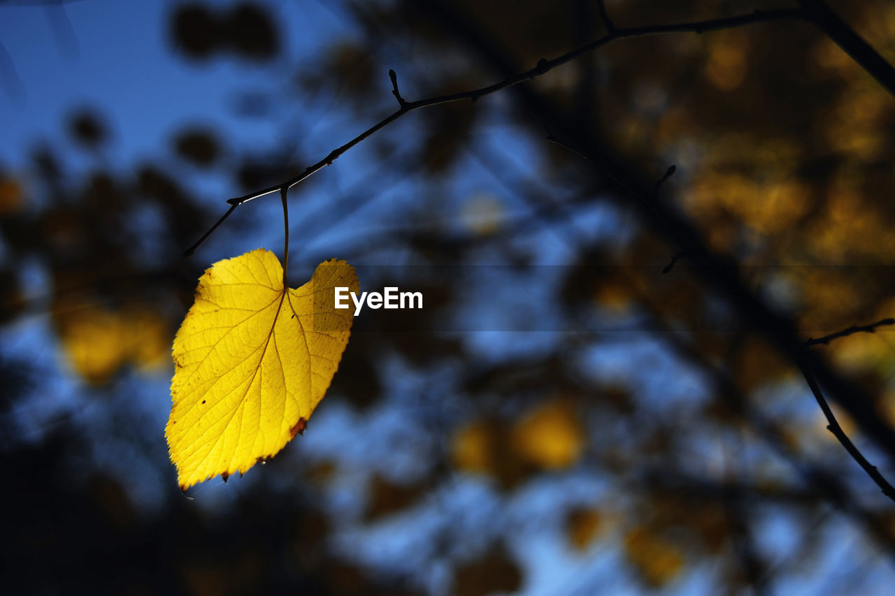 yellow, autumn, sunlight, leaf, plant part, tree, nature, plant, branch, focus on foreground, beauty in nature, no people, close-up, macro photography, sky, flower, outdoors, day, dry, tranquility, fragility, light, selective focus, low angle view