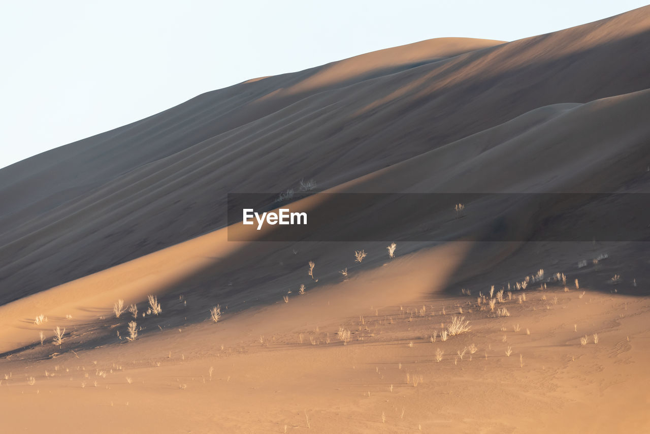 View from nature and landscapes of dasht e lut or sahara desert with tamarisk trees . middle east 