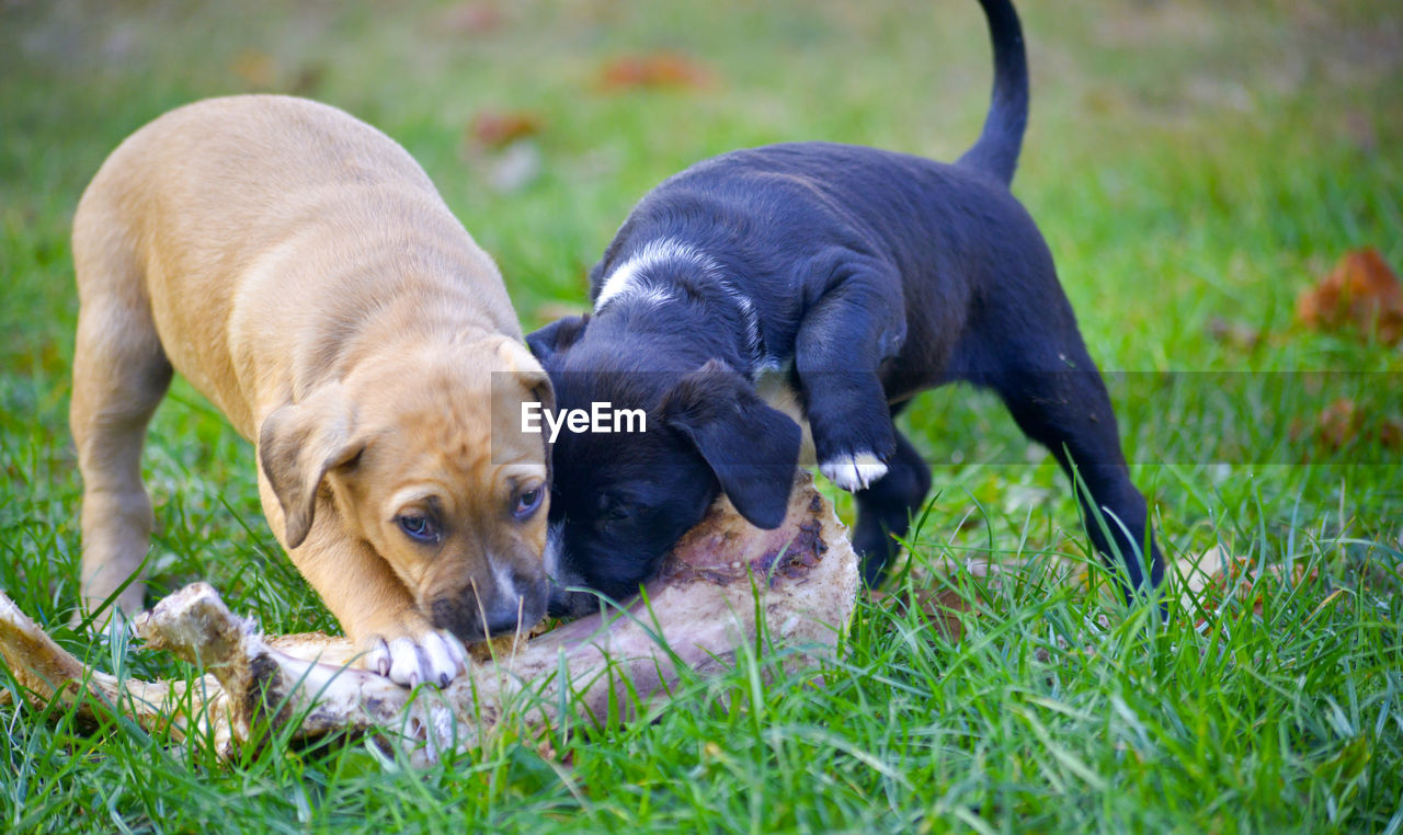 DOG LYING ON GRASS