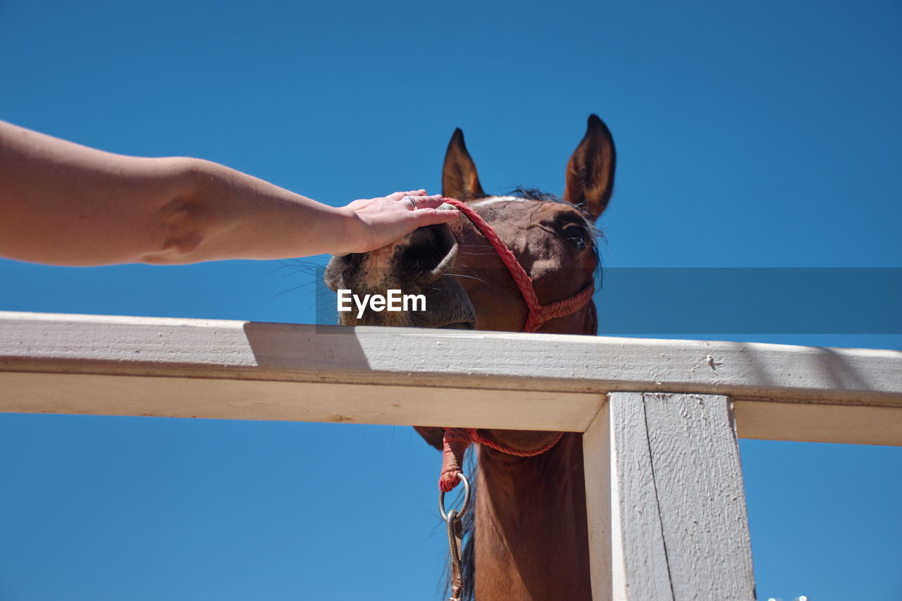 Close-up of a hand petting horse against the sky