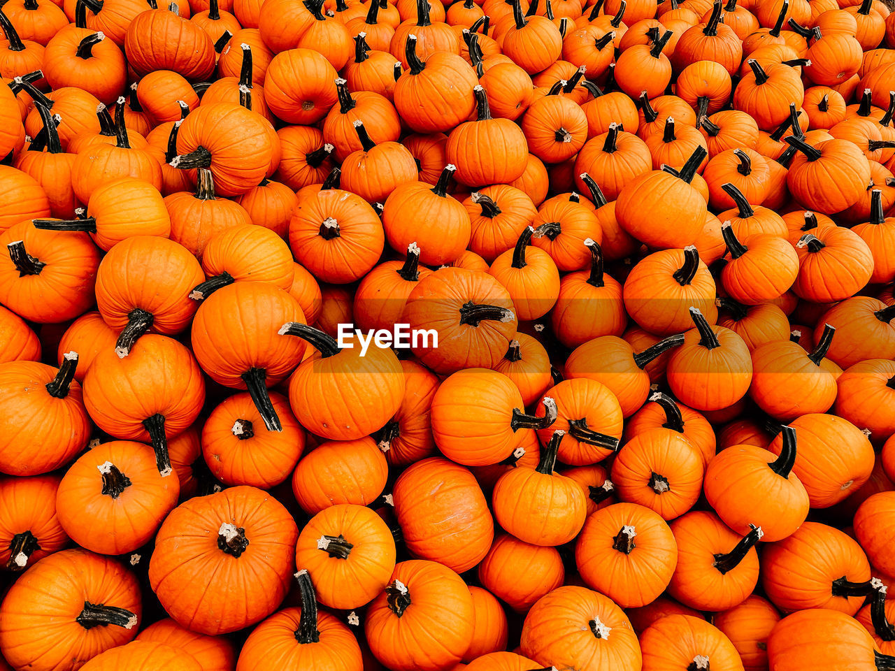 FULL FRAME SHOT OF PUMPKINS IN MARKET