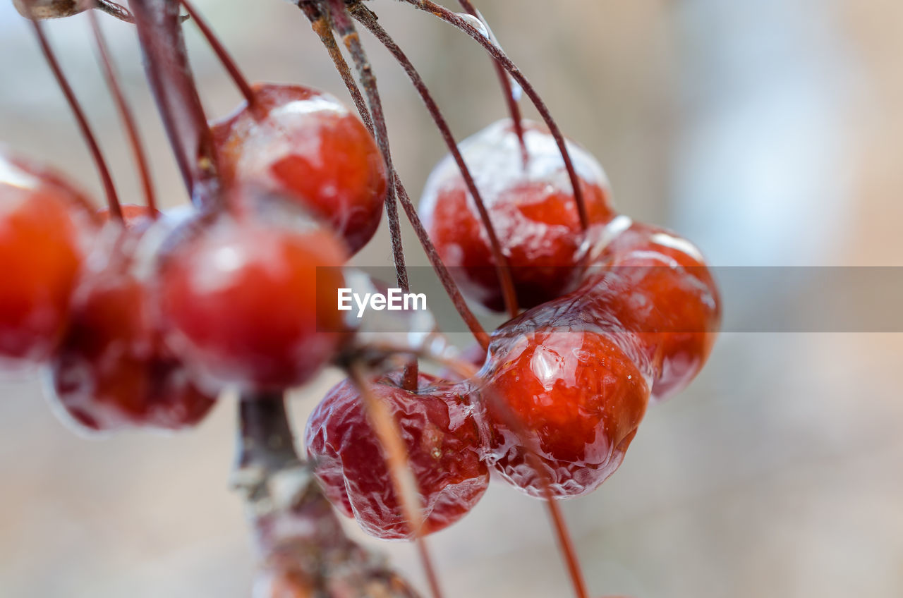 Close-up of frozen cherries