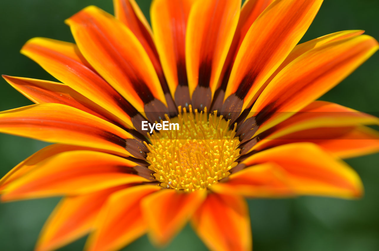 Close-up of yellow flower