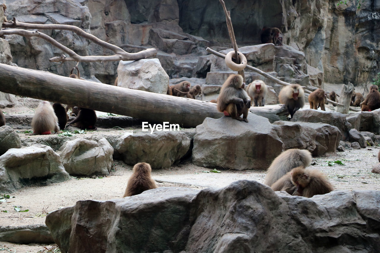 MONKEY SITTING ON ROCK