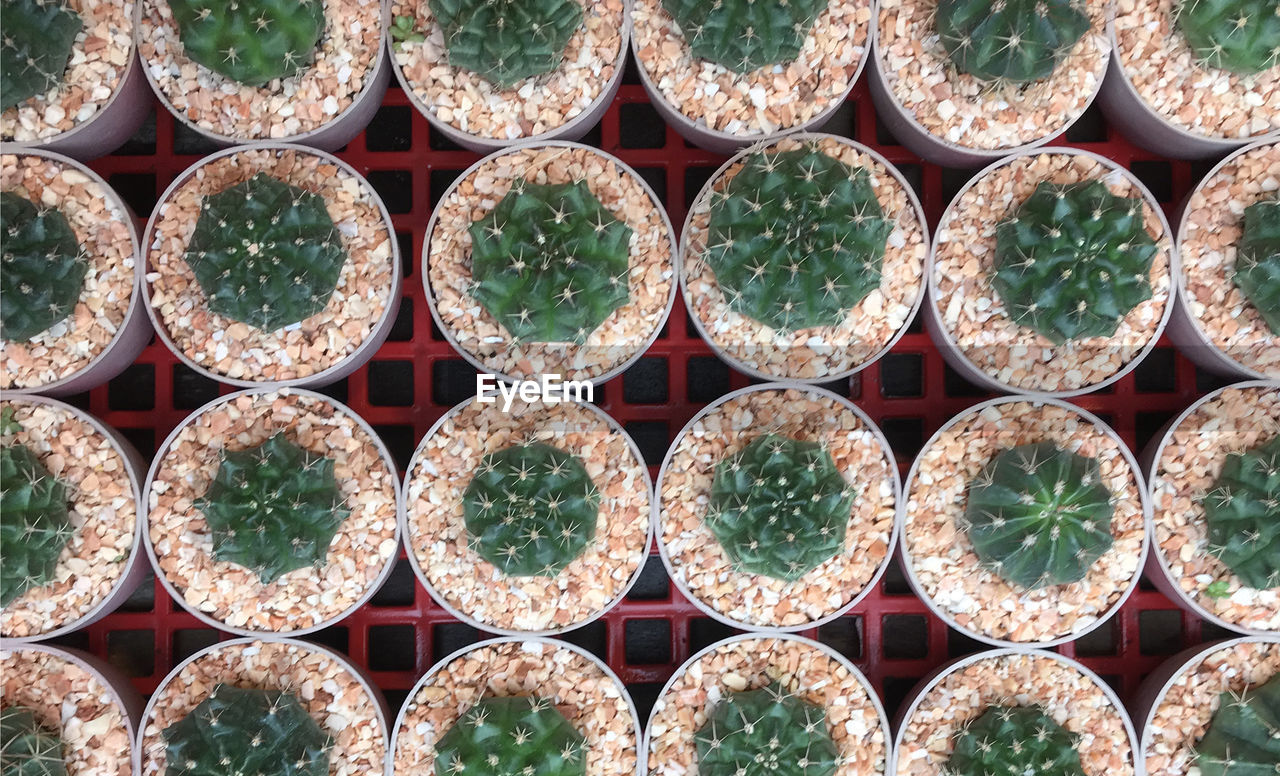 FULL FRAME SHOT OF RED CANDIES