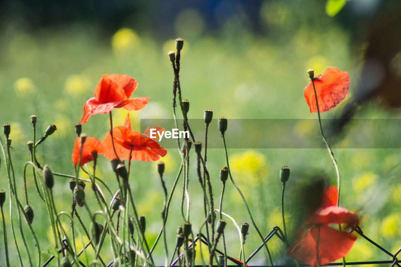 Close-up of red poppy flowers