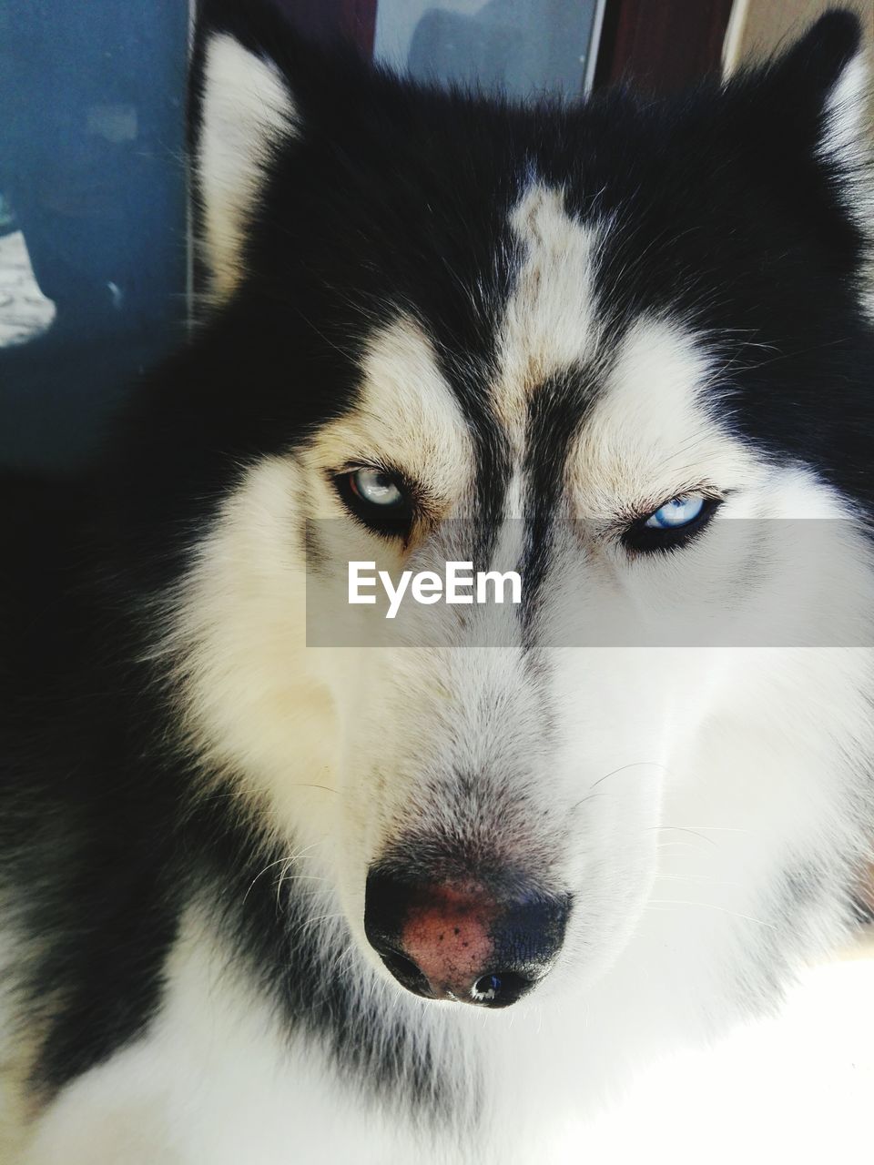 CLOSE-UP PORTRAIT OF DOG WITH EYES