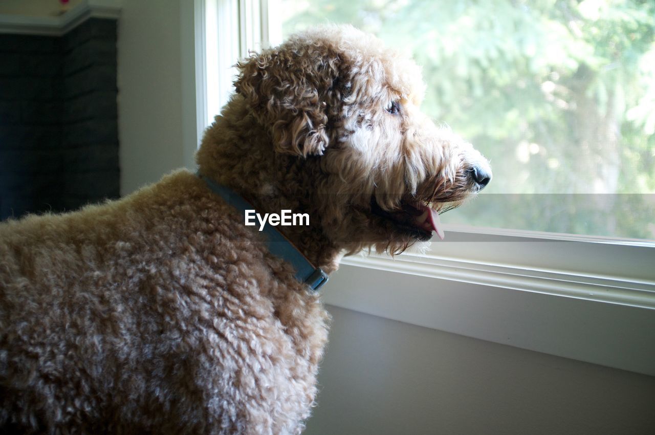 Goldendoodle looking through glass window at home