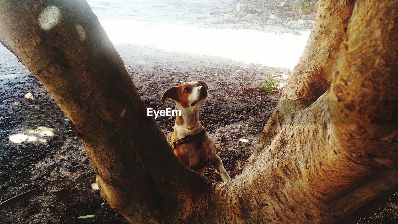 High angle view of dog on tree