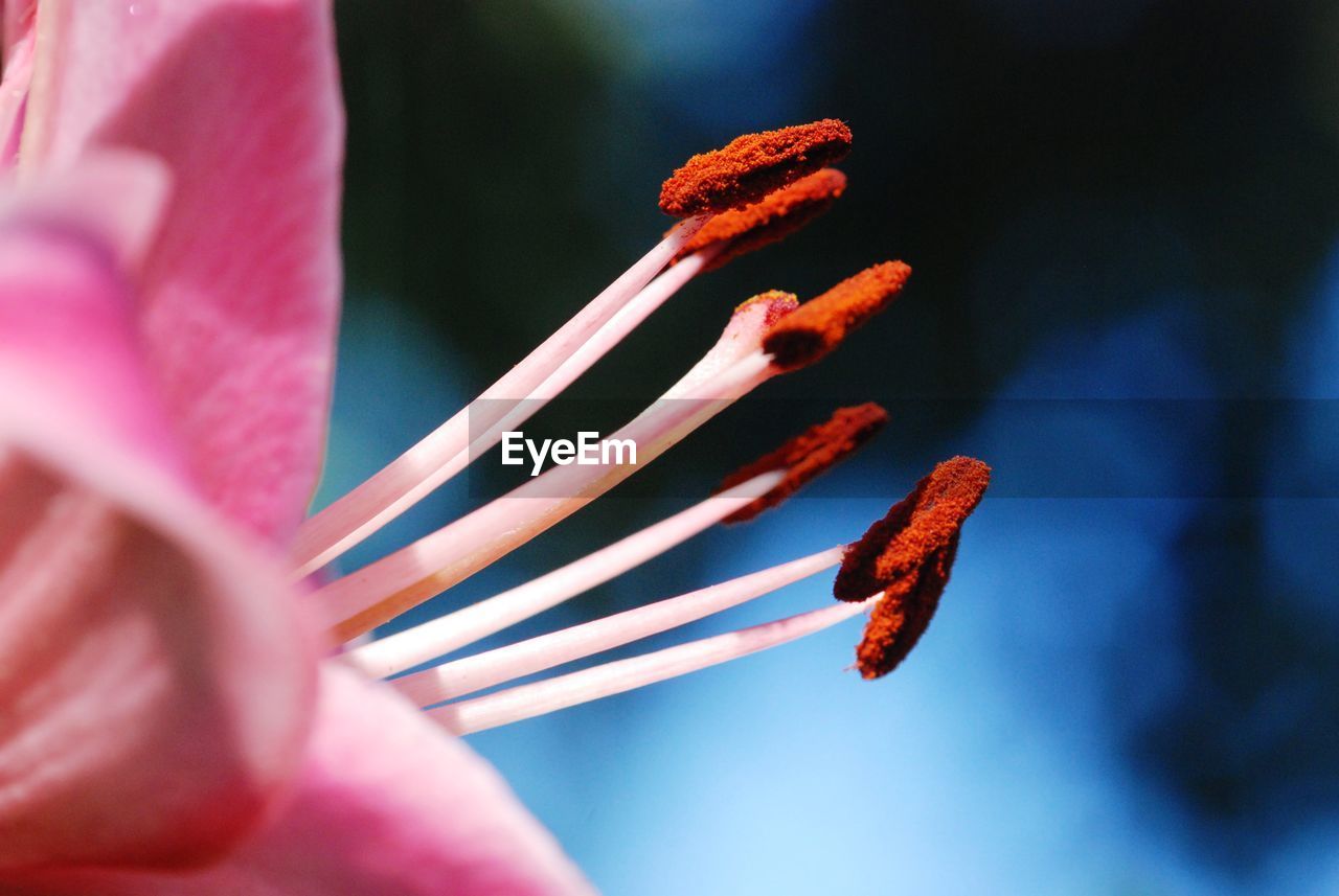 CLOSE-UP OF PINK ROSE PLANT