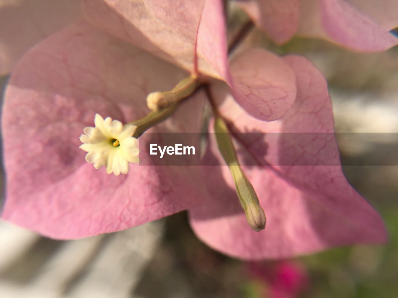 CLOSE-UP OF FRESH PINK FLOWER BLOOMING IN SUNLIGHT