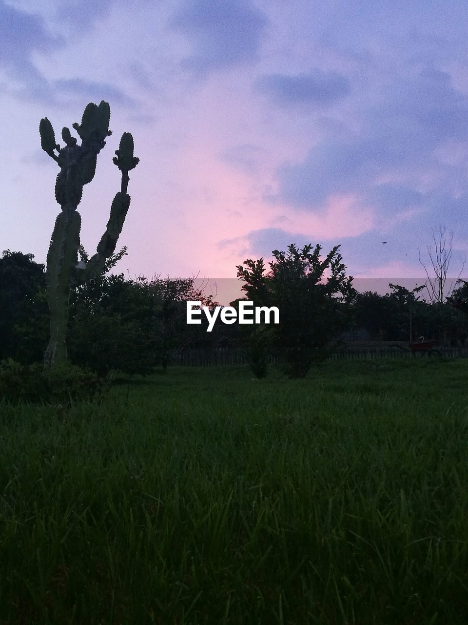 SILHOUETTE TREE AGAINST SKY