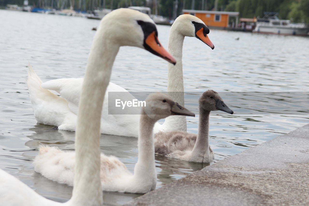 Swans in lake