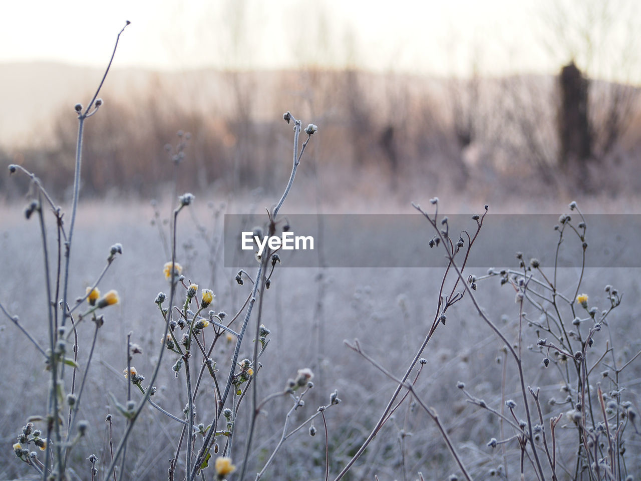 CLOSE-UP OF WILTED FLOWERING PLANTS ON FIELD