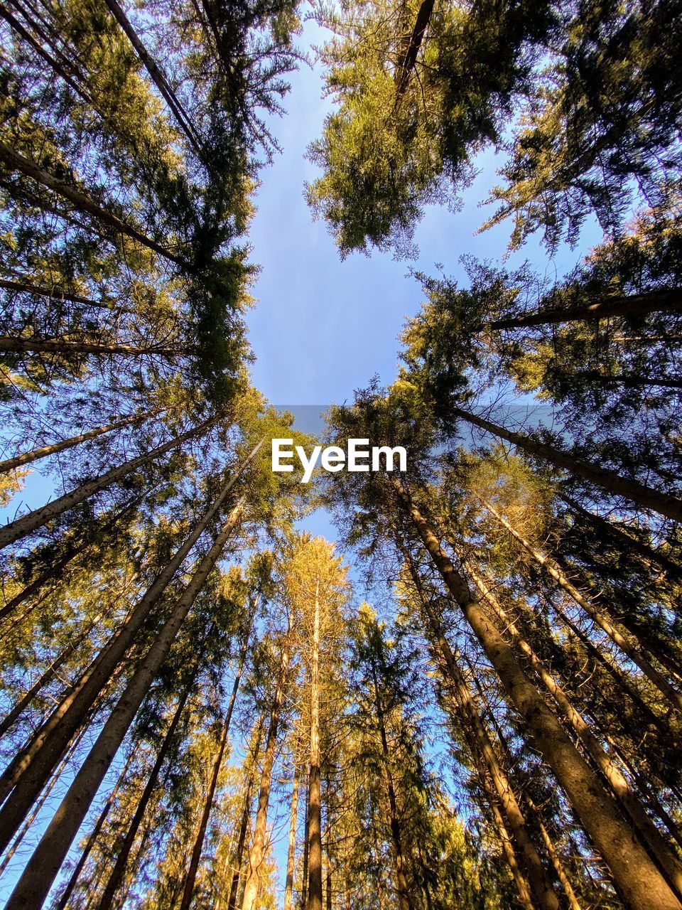 LOW ANGLE VIEW OF PINE TREES IN FOREST