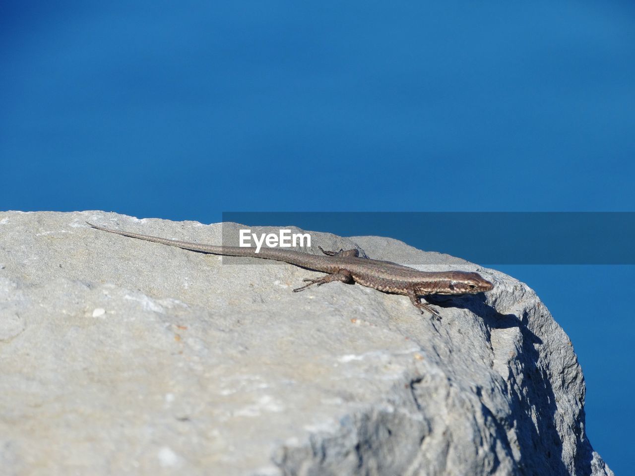Low angle view rock with lizard