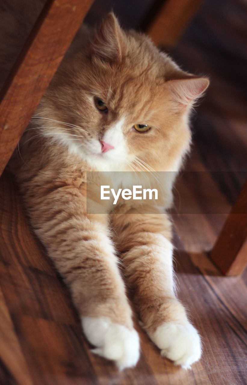 A siberian cat under a table