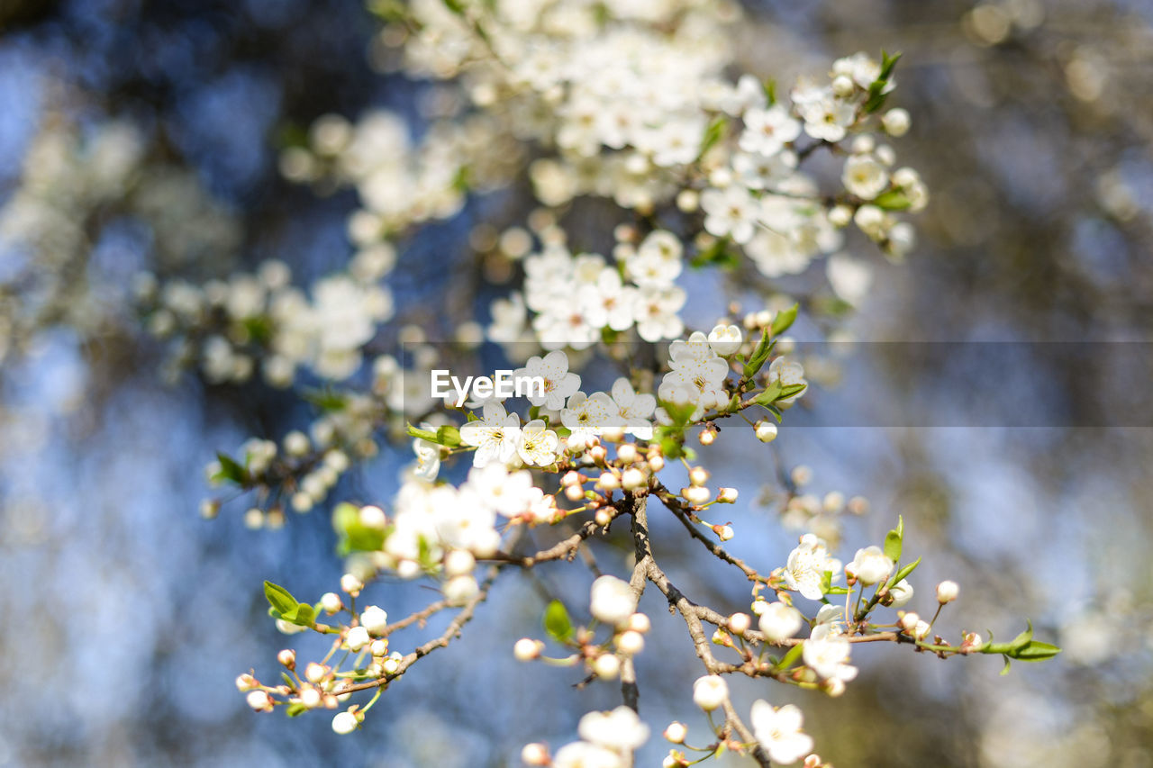 Close-up of cherry blossoms in spring