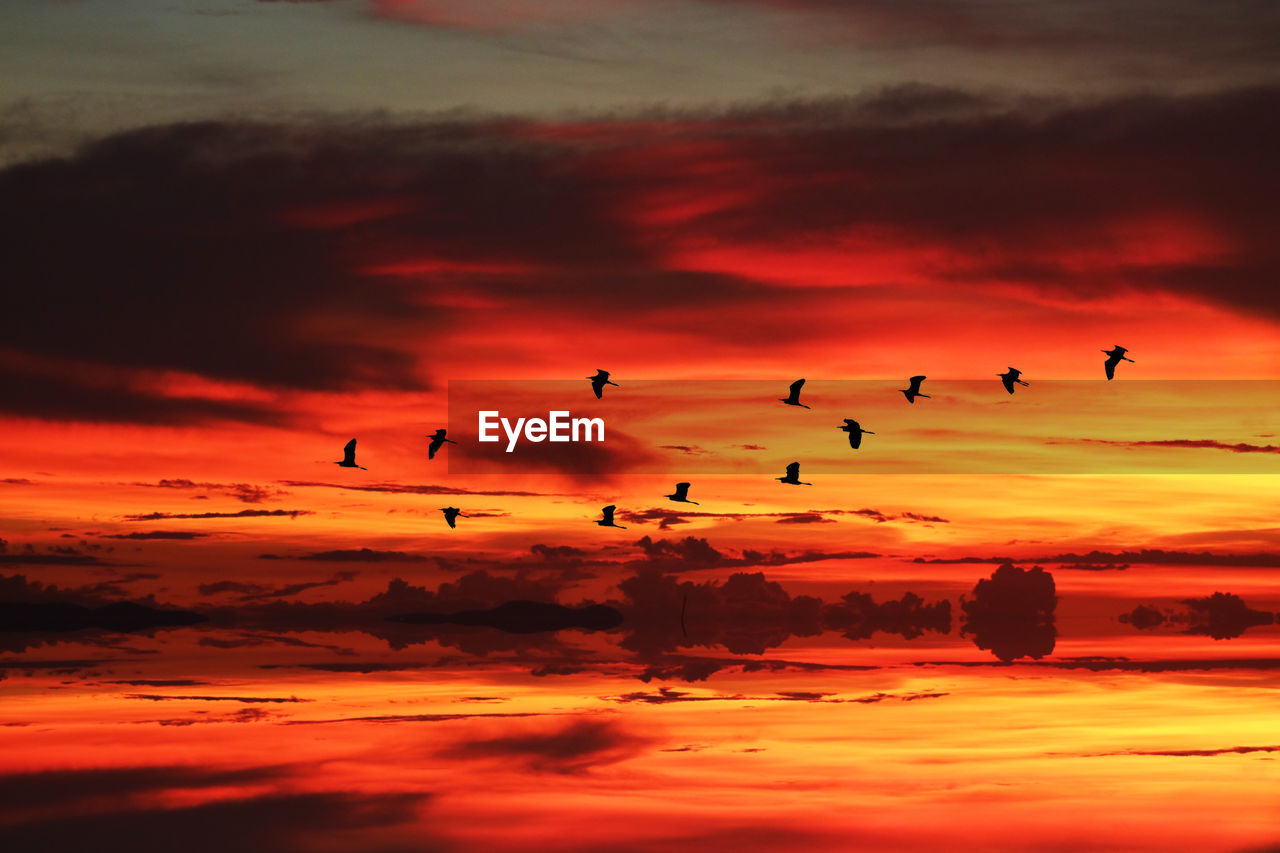 FLOCK OF BIRDS FLYING IN SKY