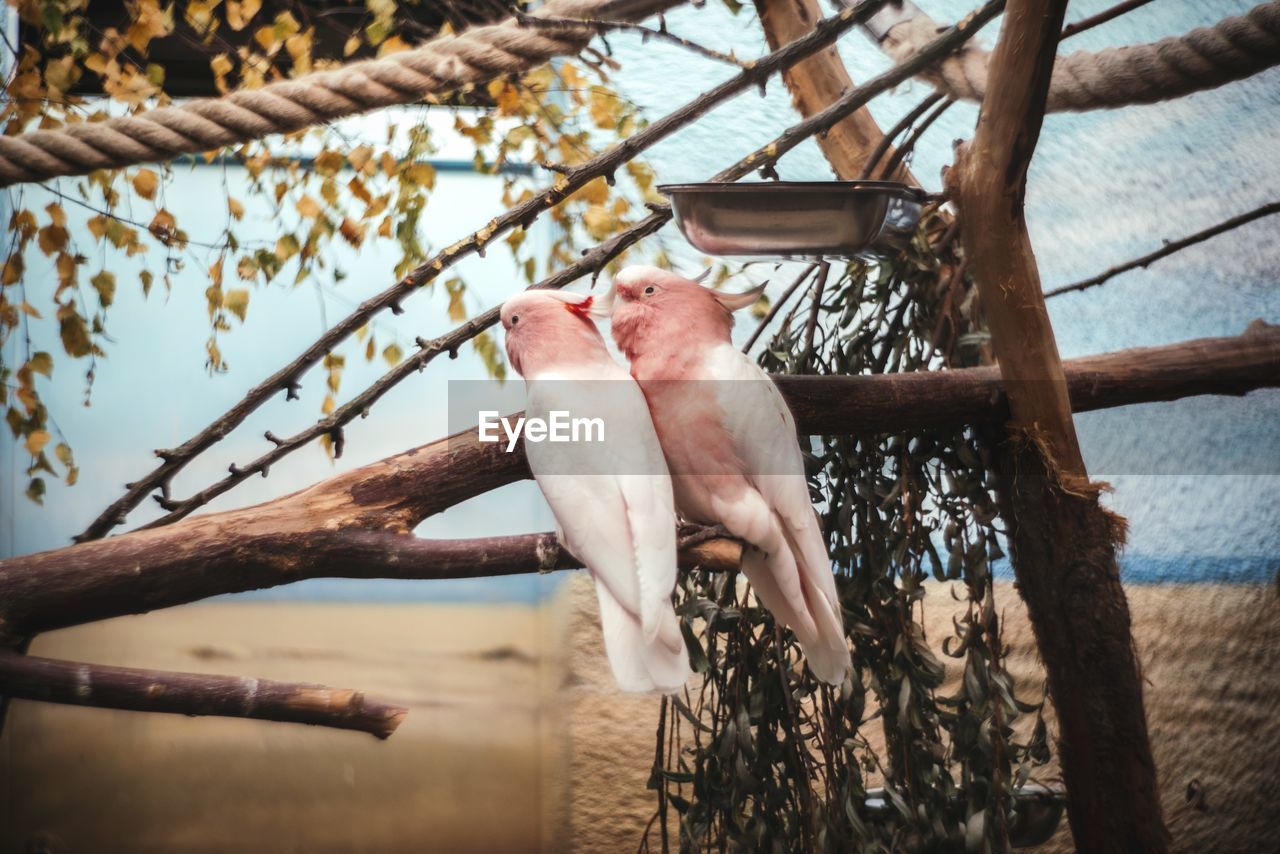 Pink cockatoo birds perching on branch at berlin zoological garden