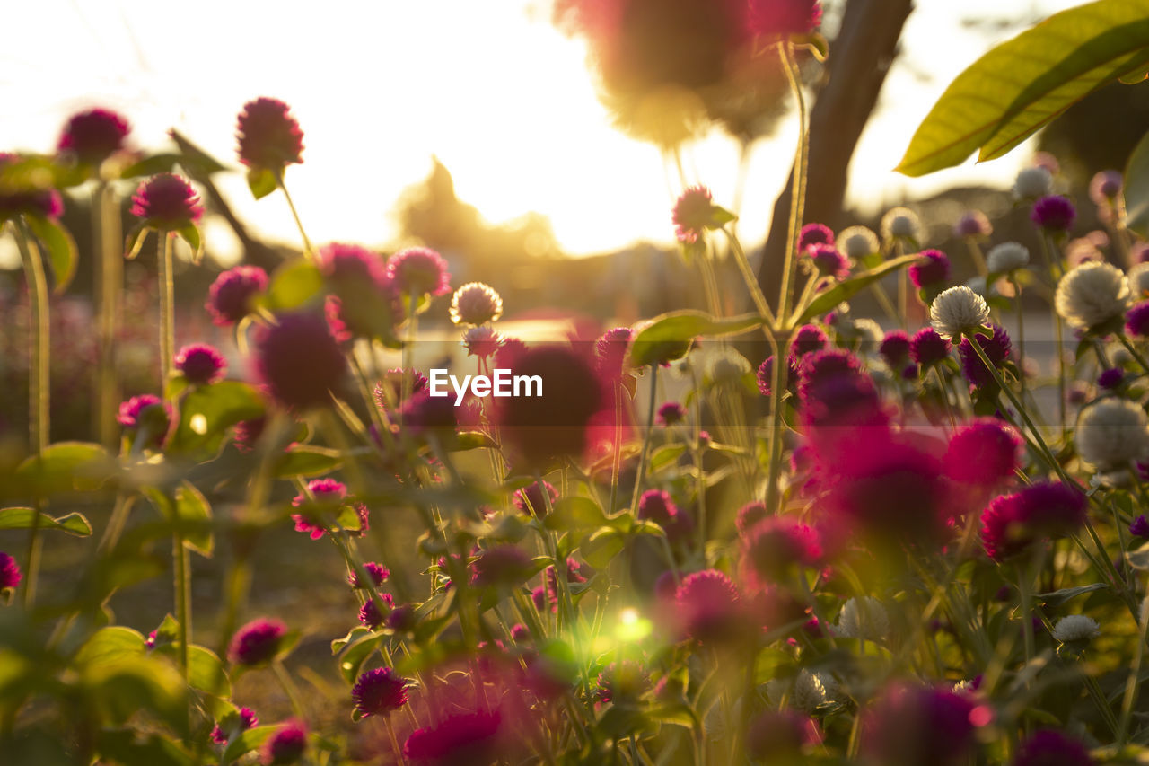 CLOSE-UP OF PINK FLOWERING PLANTS IN FIELD