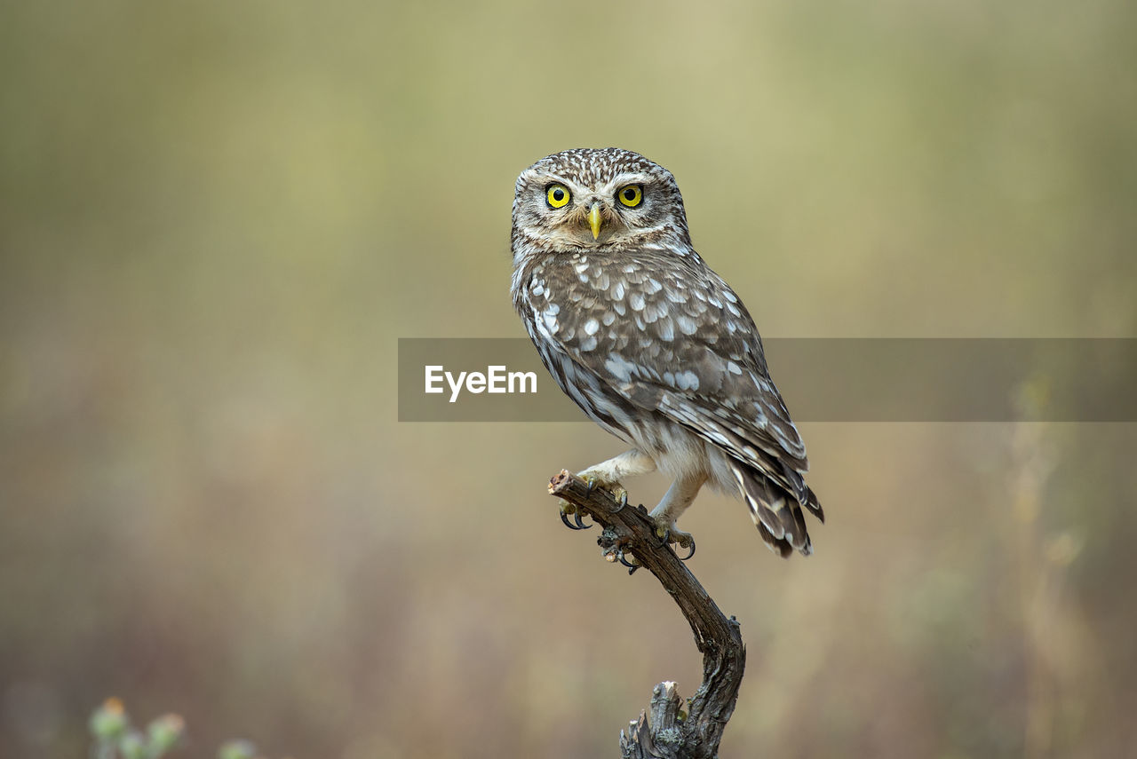 bird, animal themes, animal, animal wildlife, wildlife, one animal, owl, beak, bird of prey, nature, close-up, perching, focus on foreground, portrait, no people, full length, outdoors, tree, branch, looking at camera, beauty in nature