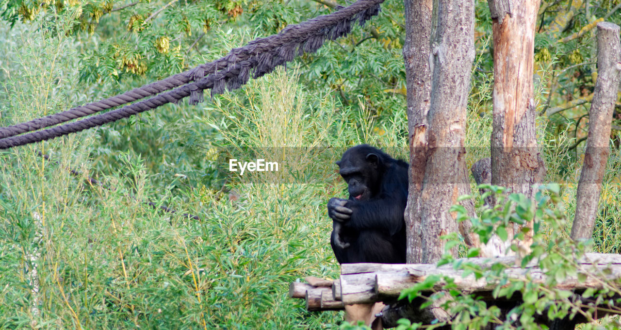 MONKEY SITTING ON TREE
