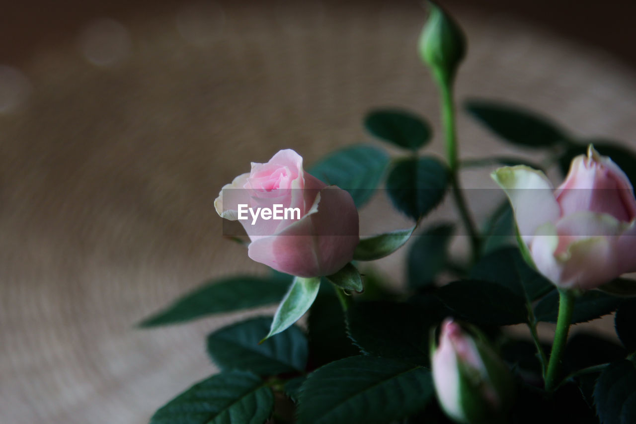 flower, flowering plant, plant, beauty in nature, freshness, petal, pink, leaf, plant part, macro photography, nature, close-up, fragility, flower head, inflorescence, rose, green, no people, growth, blossom, bud, outdoors, springtime, focus on foreground, selective focus, plant stem