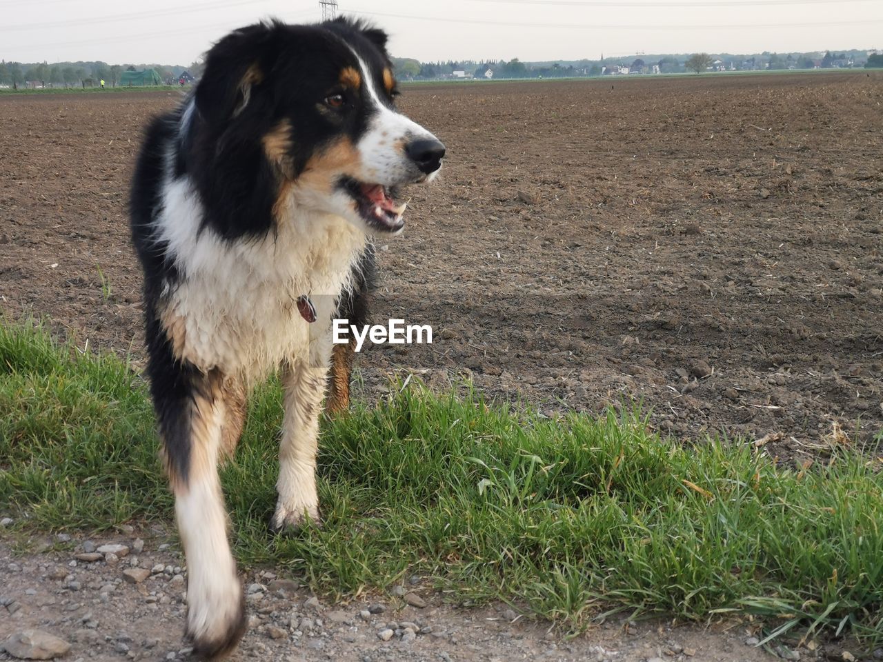 Dog looking away on field