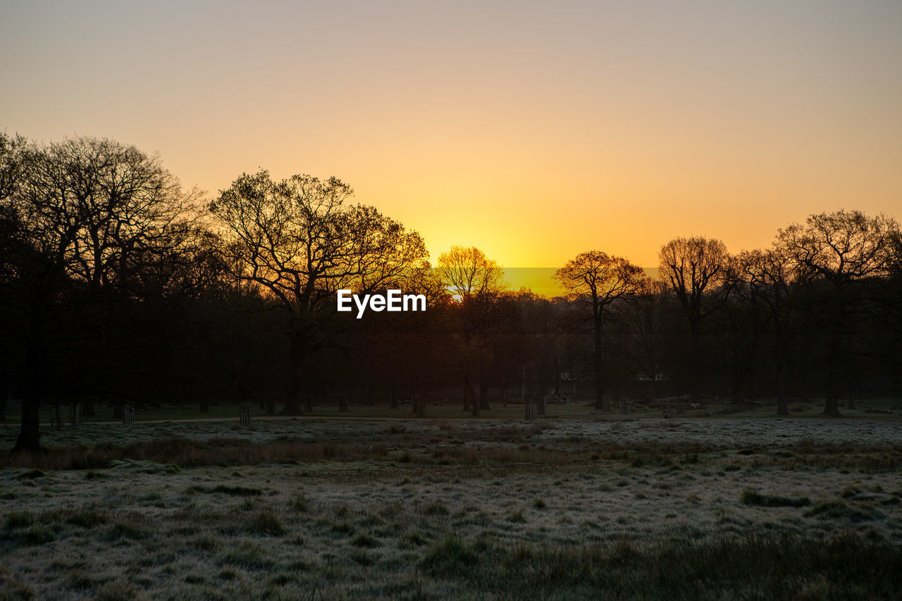 Silhouette trees on field against orange sky