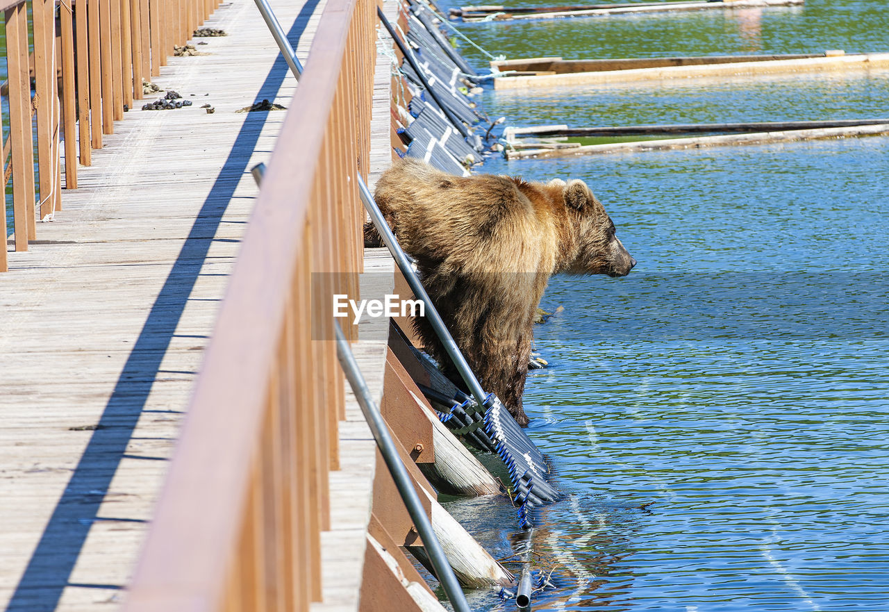 Funny wet brown bear on the wooden bridge