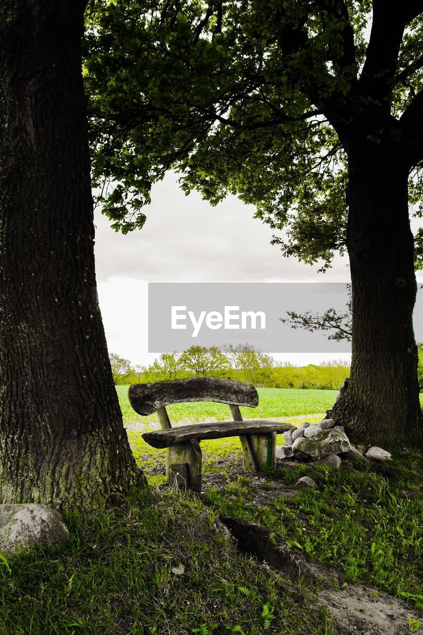 Wooden seat amidst trees on field