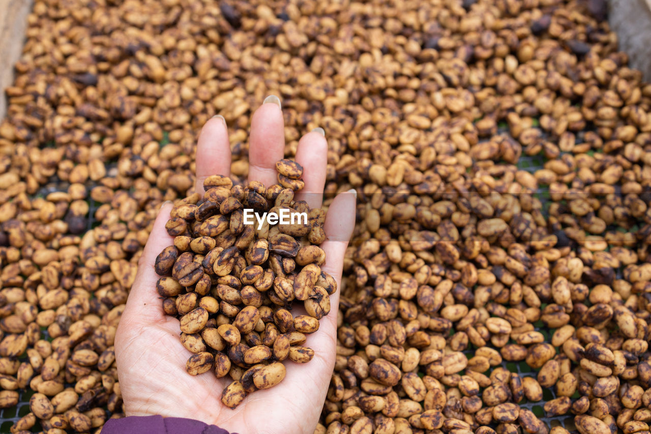 food and drink, food, crop, freshness, abundance, large group of objects, produce, hand, one person, healthy eating, wellbeing, plant, close-up, nut, high angle view, nut - food, brown, agriculture, holding, day, nuts & seeds, nature, lifestyles, soil, outdoors