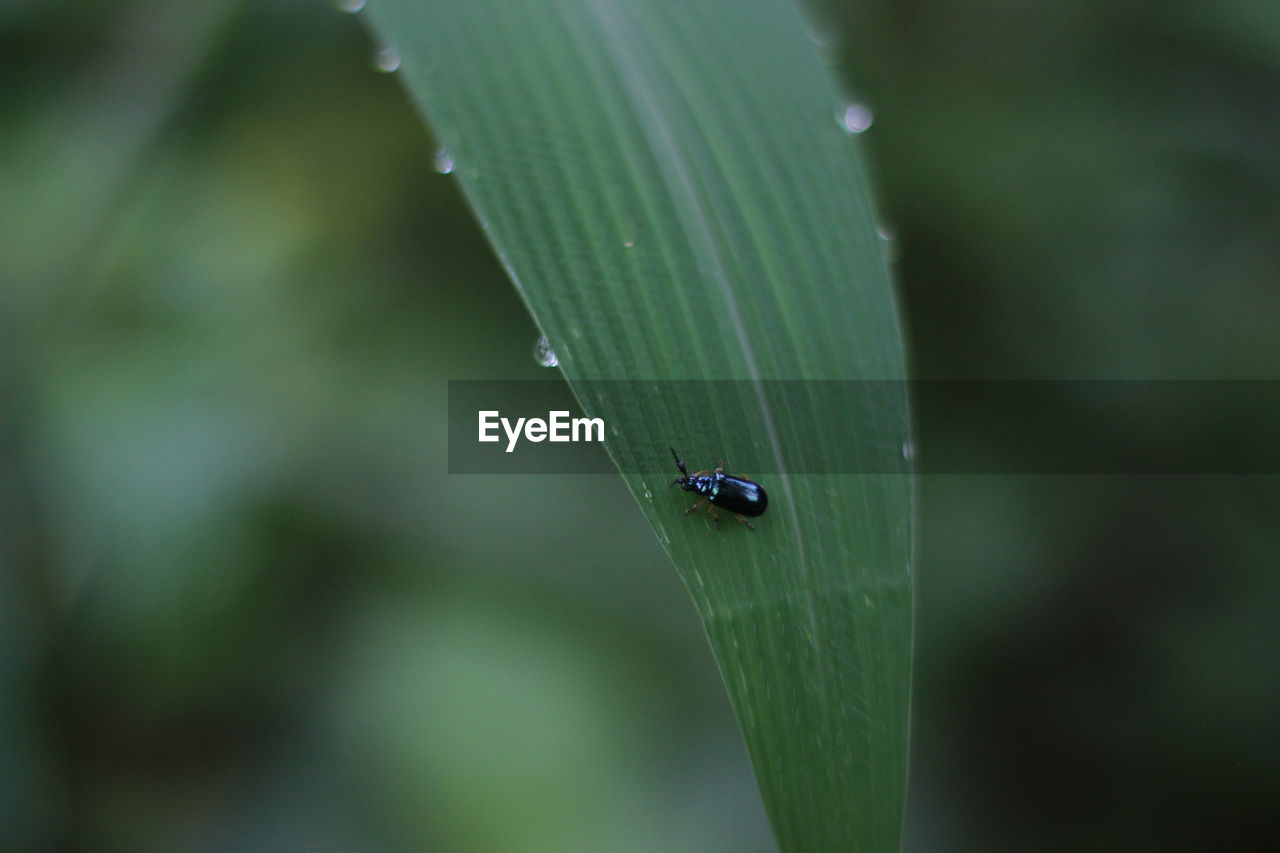 Close-up of insect on leaf