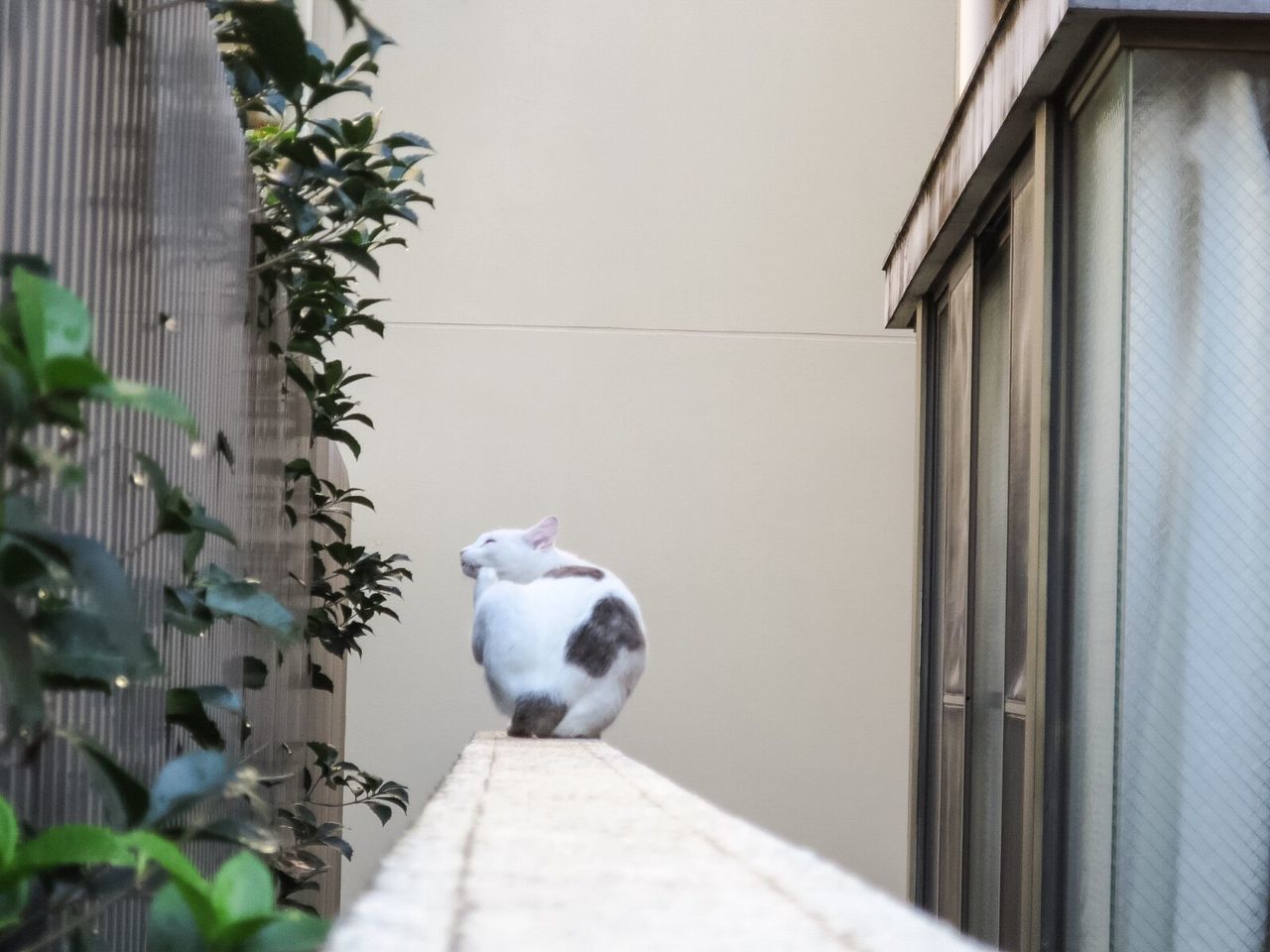 CAT ON PLANT