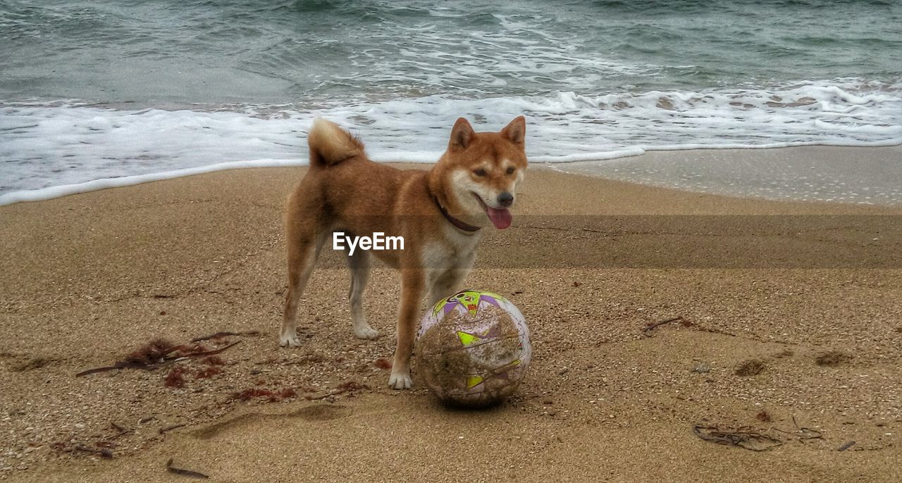 Dog standing by ball at beach