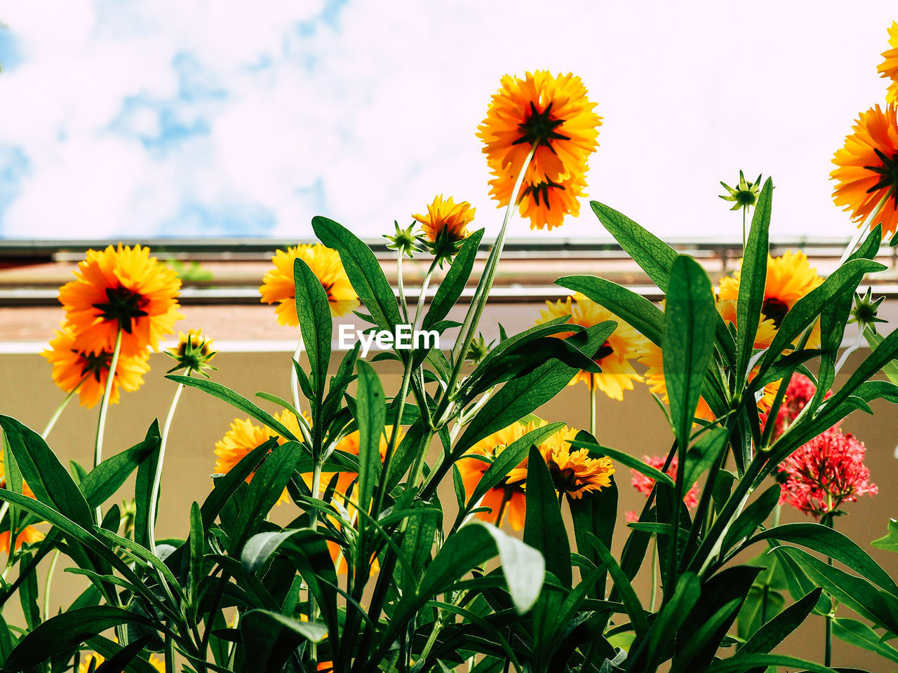 Yellow flowers blooming outdoors