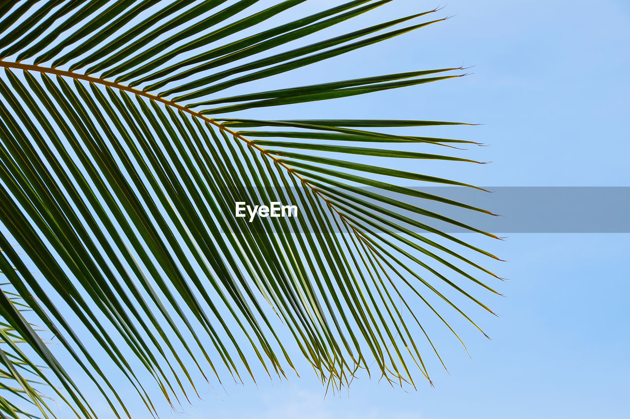 LOW ANGLE VIEW OF PALM TREES AGAINST SKY