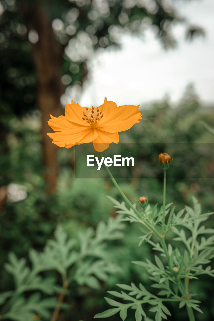 Close-up of orange cosmos flower