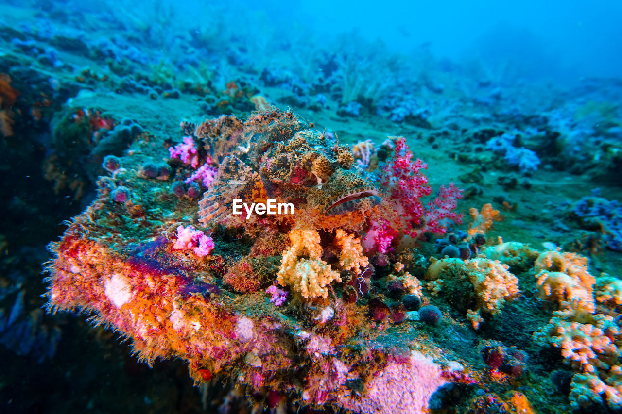 VIEW OF CORAL UNDERWATER