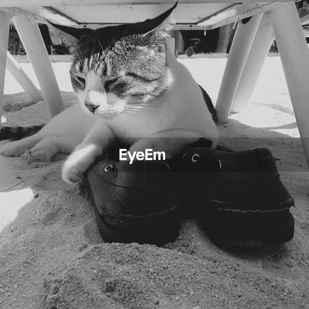 Close-up of cat resting under table