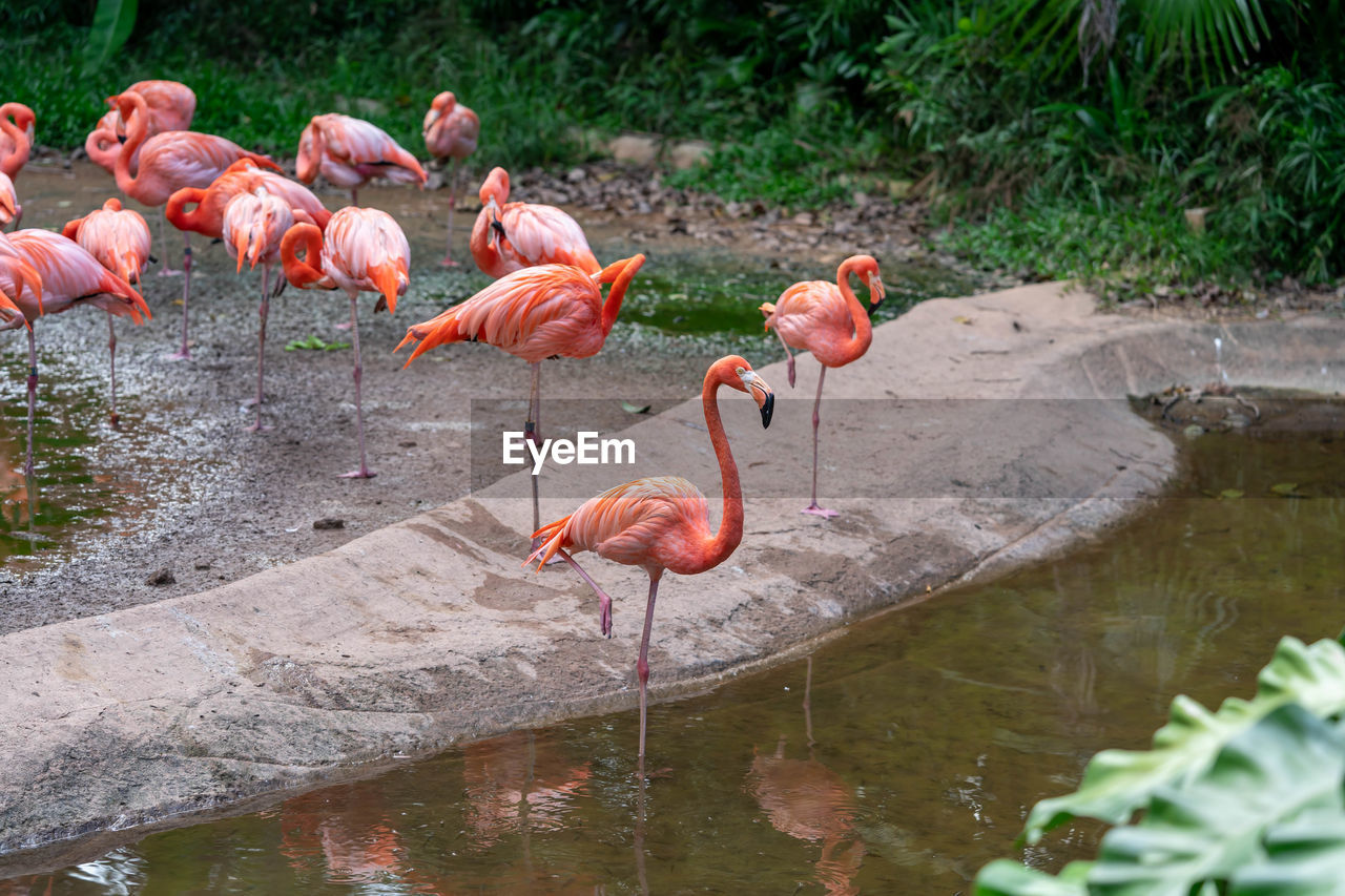 BIRDS IN A LAKE