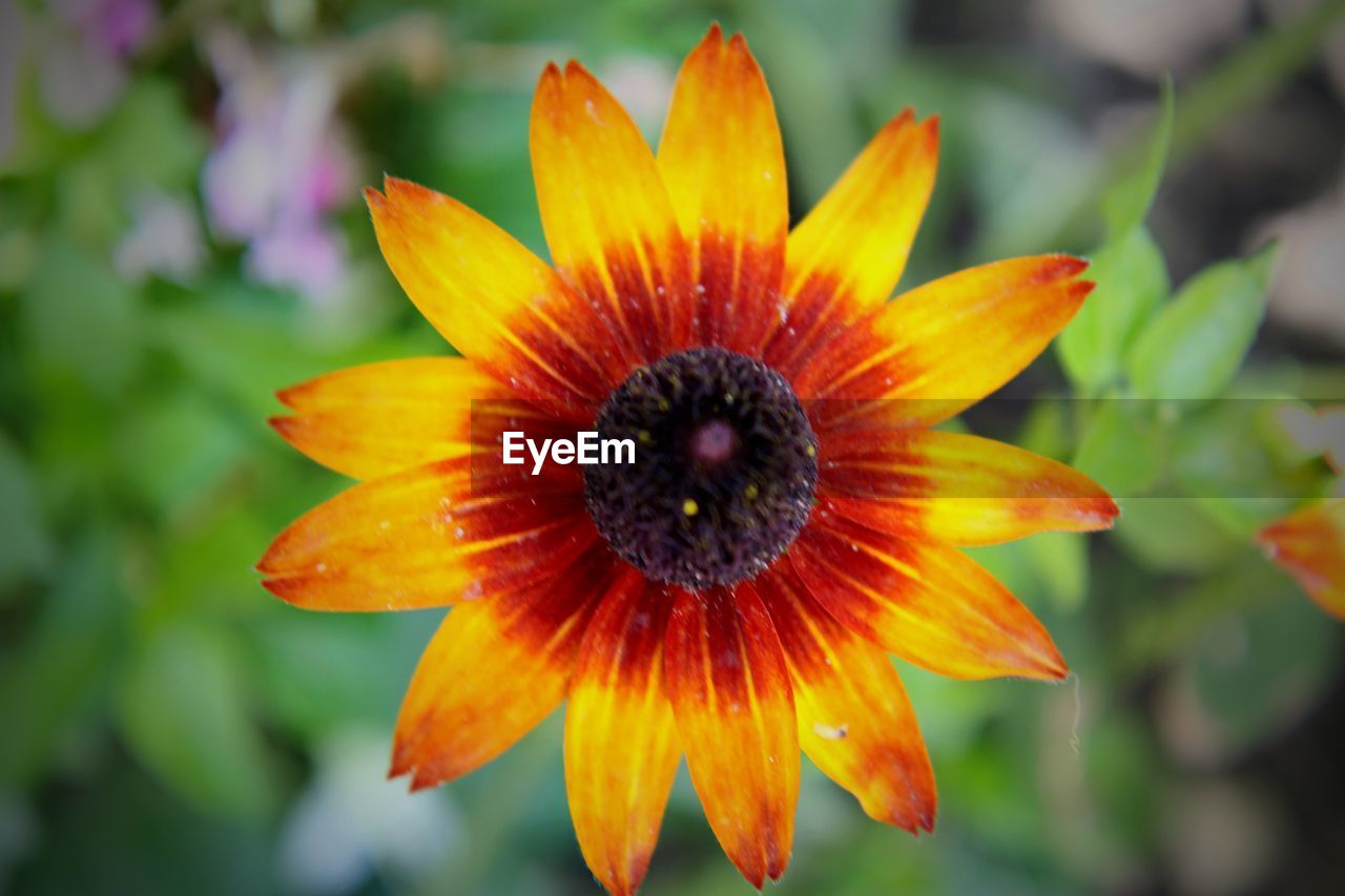 CLOSE-UP OF ORANGE FLOWER AGAINST YELLOW LEAF