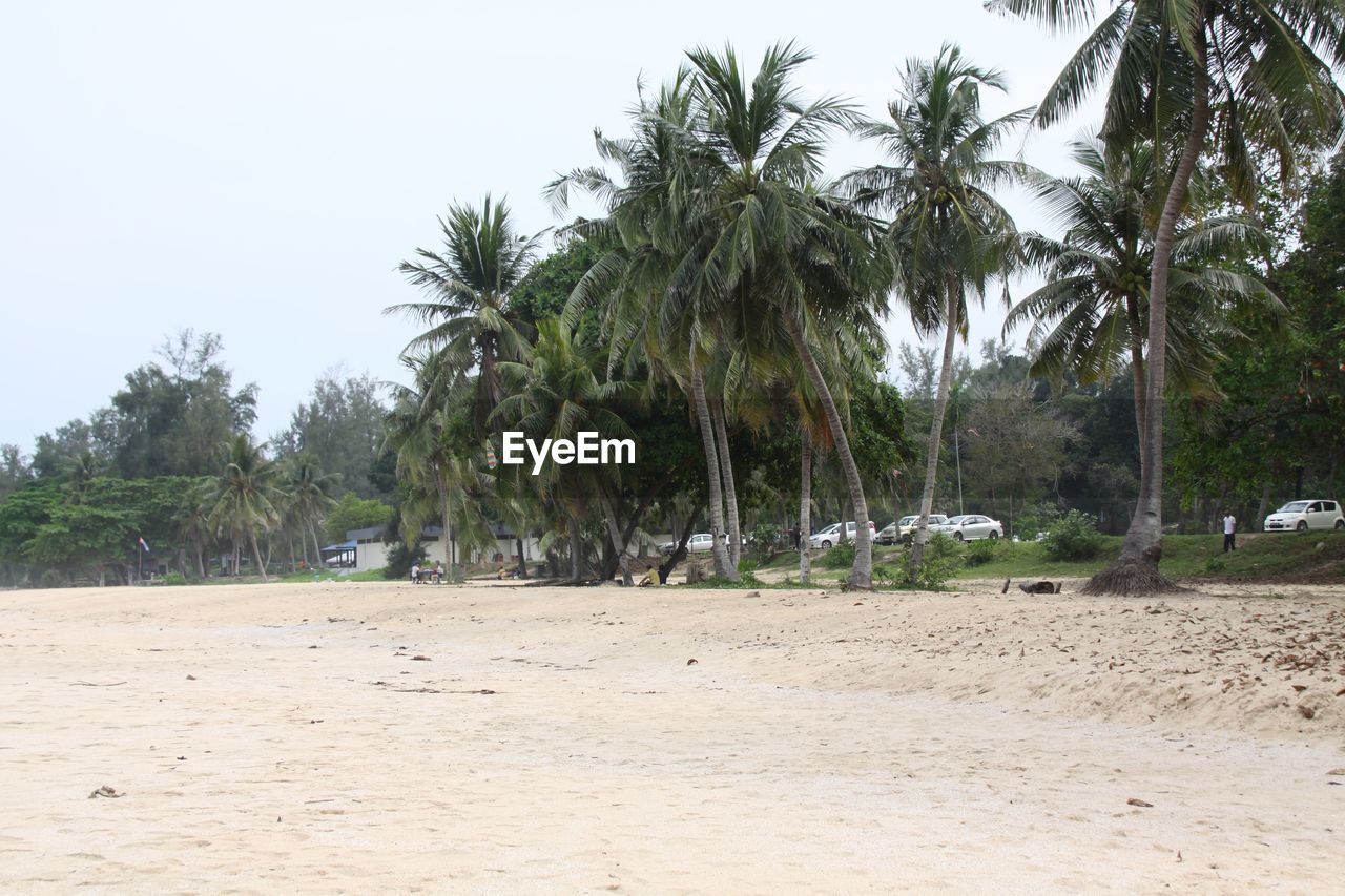 TREES ON BEACH