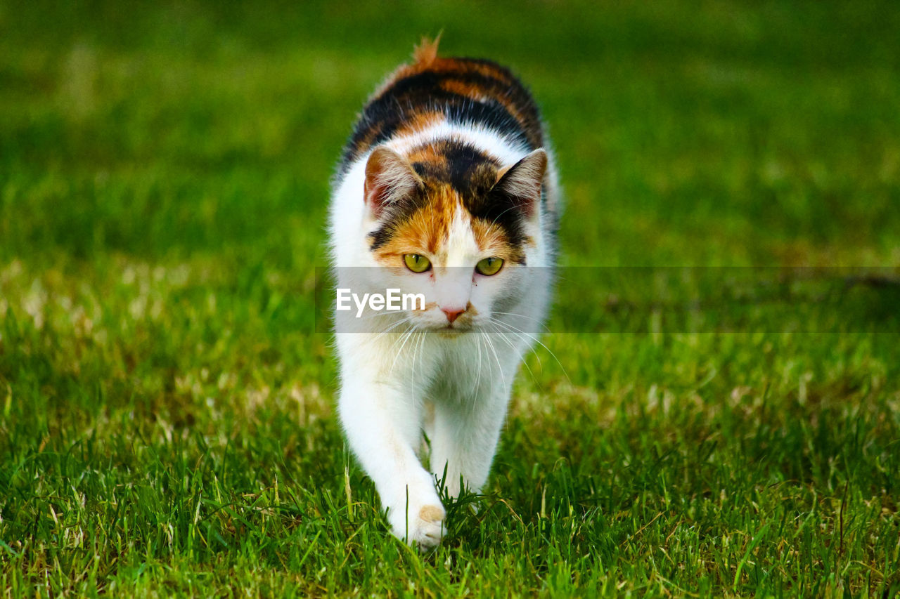 animal, animal themes, cat, grass, pet, mammal, one animal, domestic animals, feline, domestic cat, whiskers, plant, portrait, felidae, small to medium-sized cats, no people, looking at camera, green, nature, meadow, carnivore, kitten, front view, outdoors, cute, full length, young animal