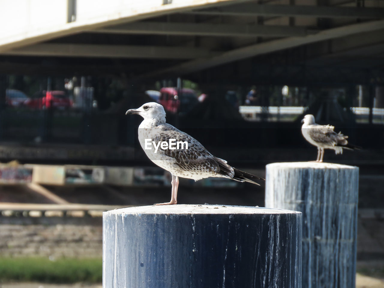 BIRDS PERCHING ON WOODEN POST