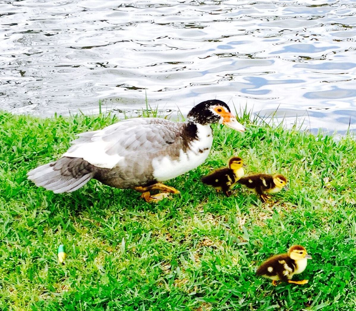 Duck with ducklings on riverbank